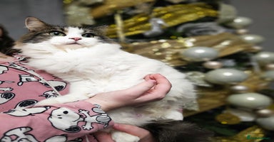 Mixed Breed cats 🩵💖2 KITTENS LEFT! READY TO LEAVE  - Advert 12