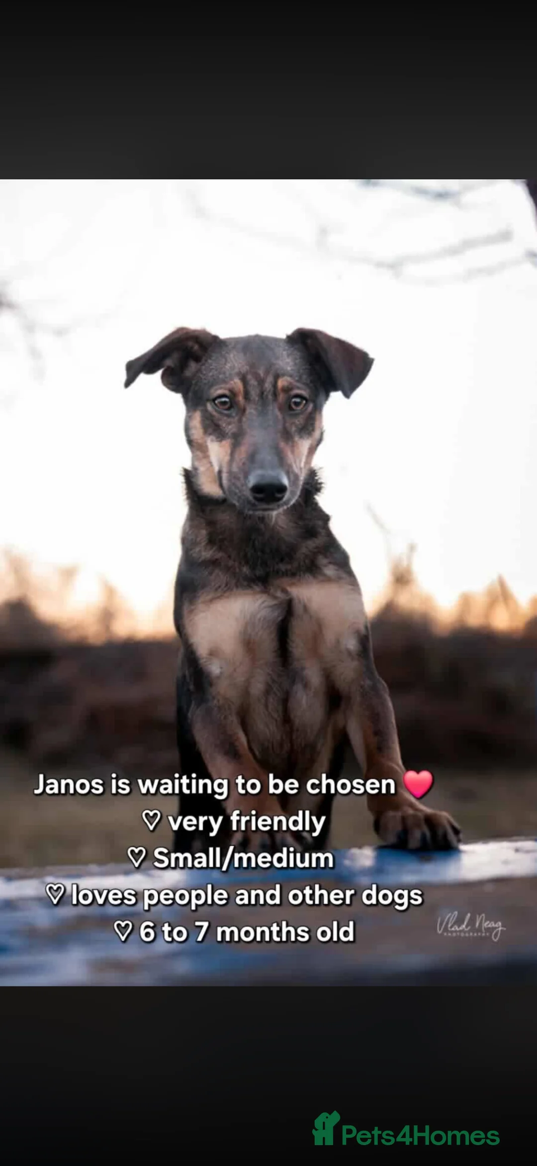 Mixed Breed dogs for adoption: JANOS - 6MO COWBOY PUP READY FOR HIS FOREVER in Worcester - Advert 6