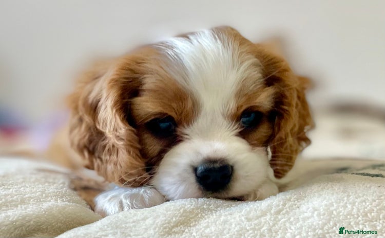 Cavalier King Charles Spaniel dogs - Advert 5