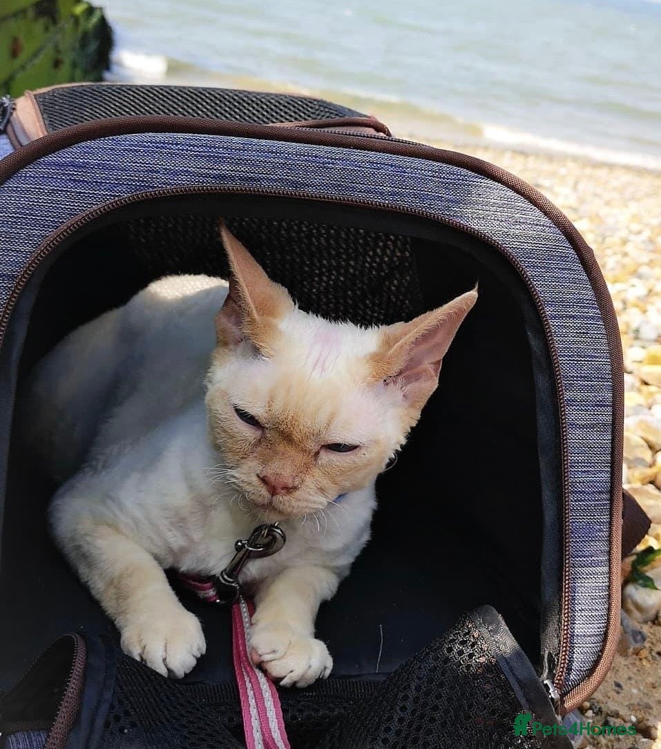 Devon Rex cats Looking for a Loving Forever Home for Malish - Advert 17