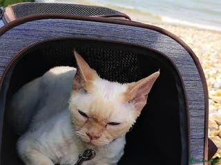 Devon Rex cats Looking for a Loving Forever Home for Malish - Advert 18