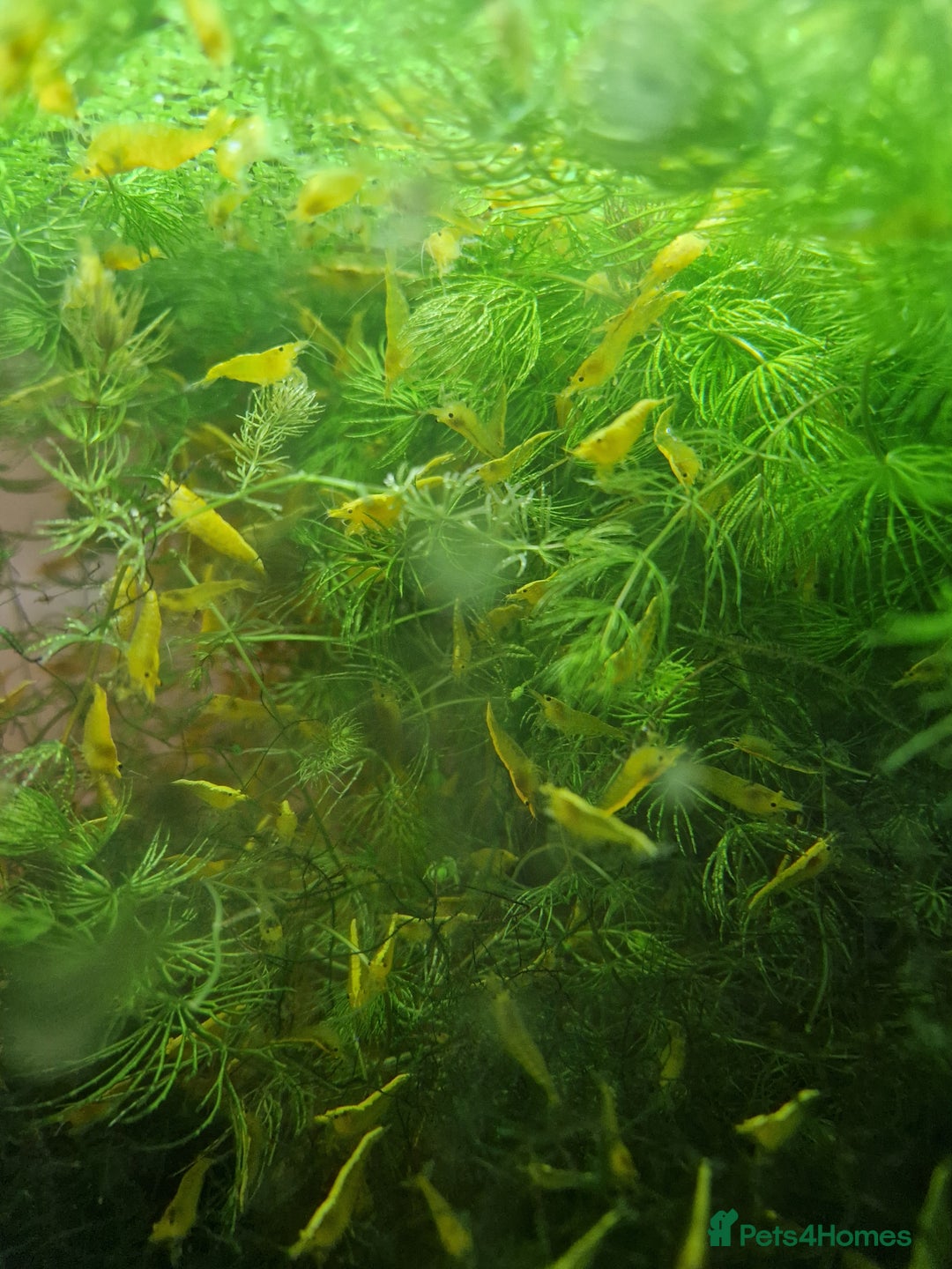 Shrimps fish for sale: Yellow Cherry Shrimps for sale  - Advert 6