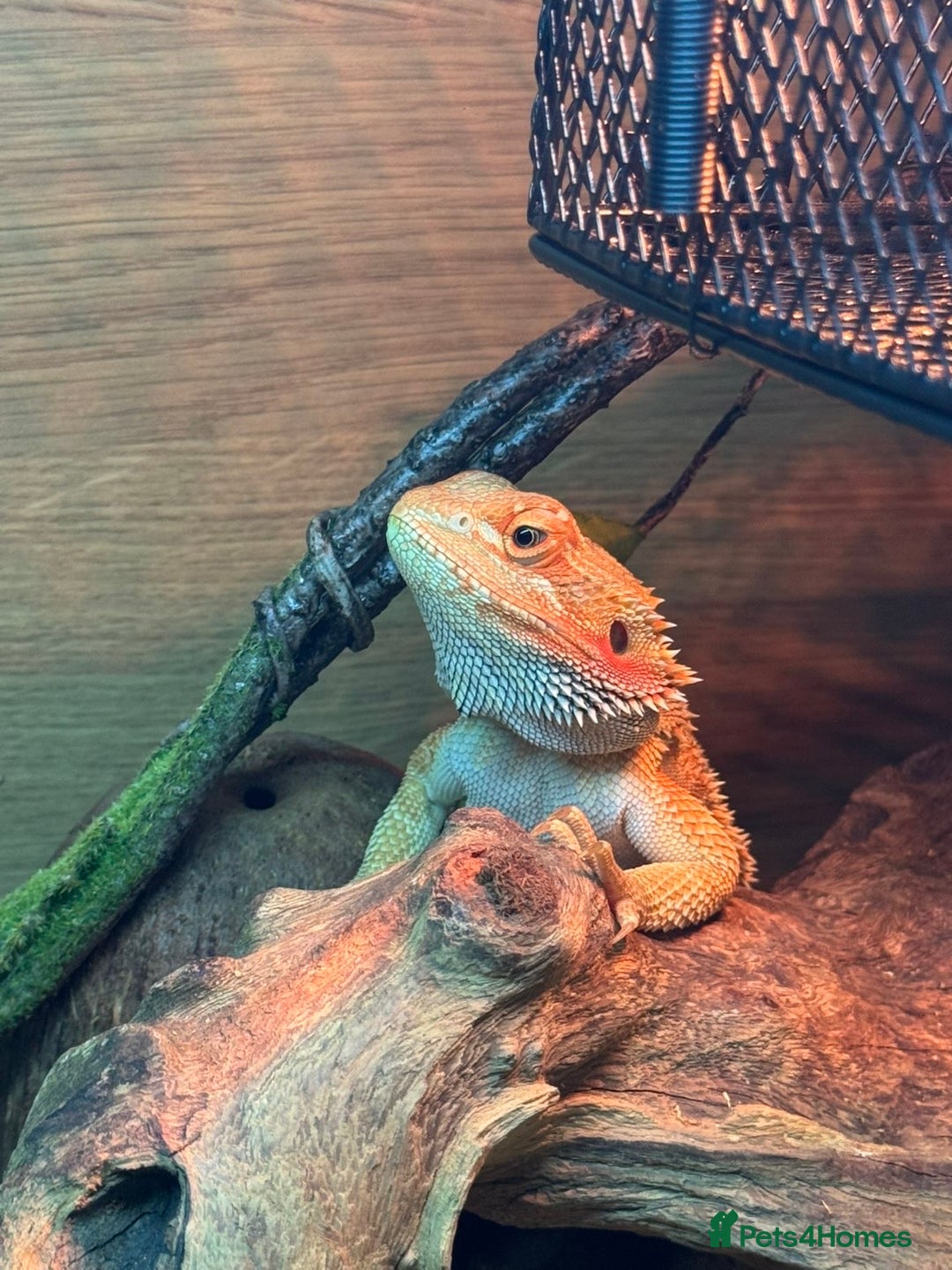 Bearded Dragon reptiles for sale: Bearded Dragon  - Advert 1