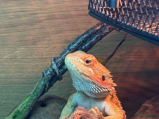 Bearded Dragon reptiles Bearded Dragon - Advert 16