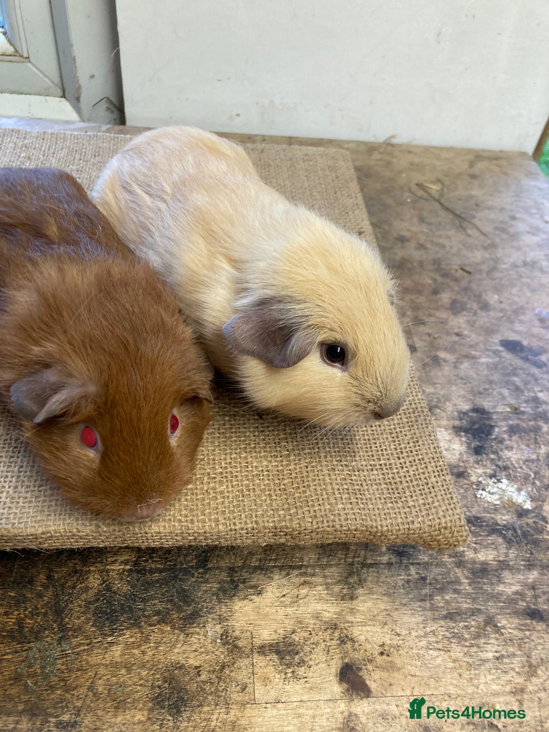 Guinea Pig rodents for sale: Californian Guinea pigs - Advert 7