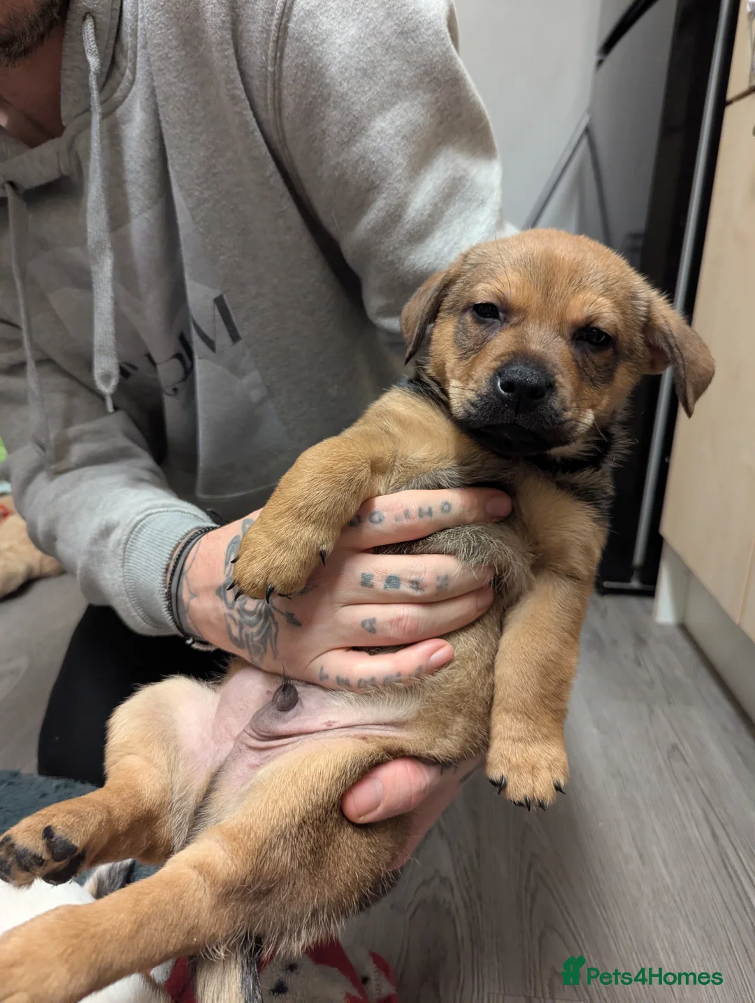 Mixed Breed dogs for sale: German shepherd and jug mixed puppies - Advert 5