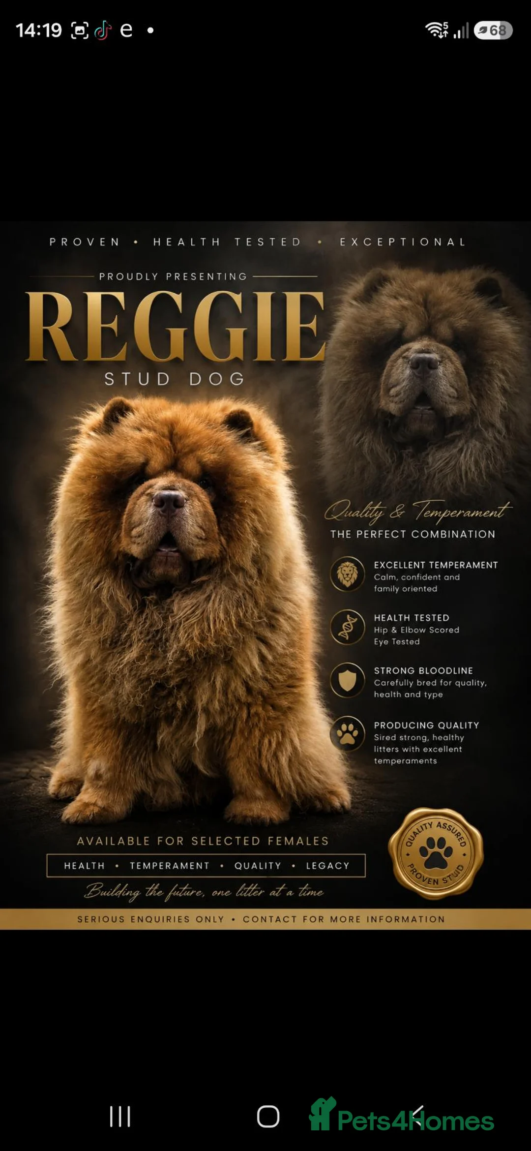 Chow Chow dogs for sale: Stunning best chow chow puppies - Advert 9
