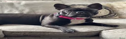 Mixed Breed dogs for sale: Indi & Lola looking for a new home - Advert 2