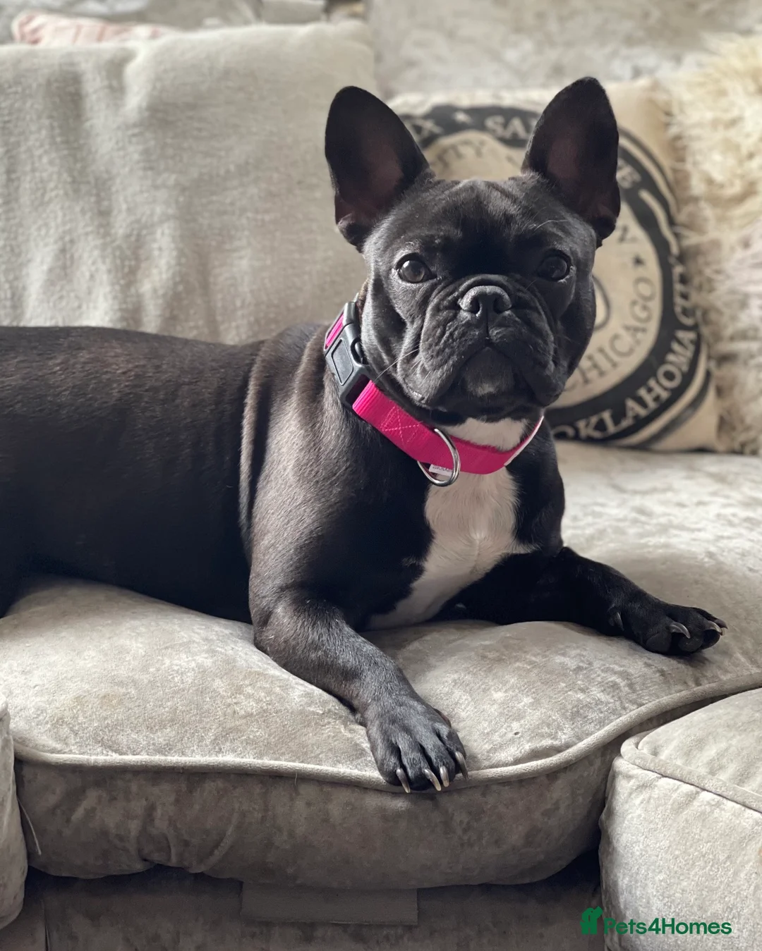 Mixed Breed dogs for sale: Indi & Lola looking for a new home - Advert 2
