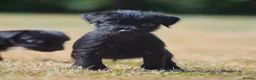Patterdale Terrier dogs for sale: Patterdale Terrier Puppies, Last 2 Left! 🐾 - Advert 14