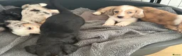 Miniature Dachshund dogs for sale: Isabella dapple Piebold  - Advert 6