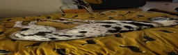 Great Dane dogs for stud: For stud - Advert 4