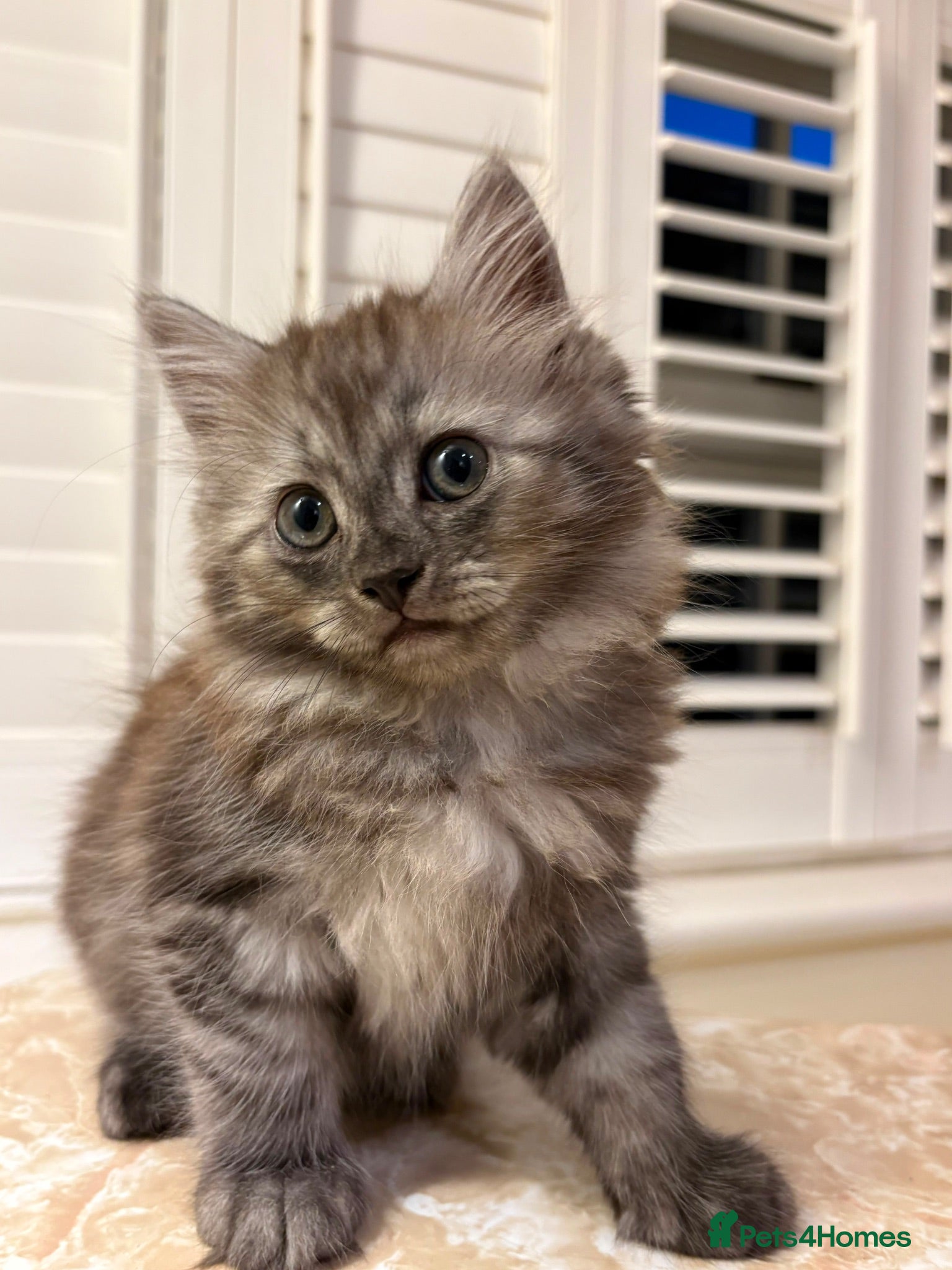 Mixed Breed cats Gorgeous little teddy bear  - Advert 2