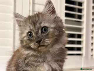 Mixed Breed cats Gorgeous little teddy bear - Advert 1