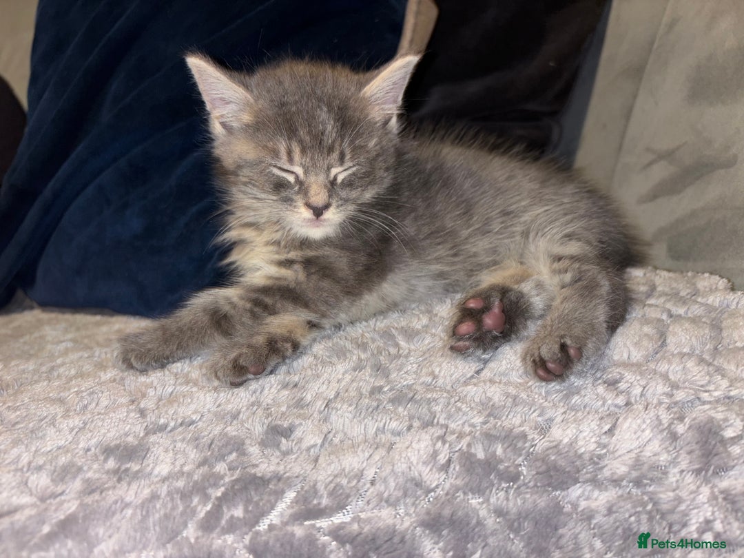 Maine Coon cats for sale: Maine Coon cross British short hair  - Image 5
