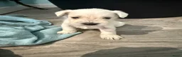 Miniature Schnauzer dogs for sale: KC Registered Miniature Schnauzer Puppies - Advert 17