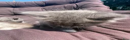 Mixed Breed cats for sale: Beautiful cross kittens  - Advert 6