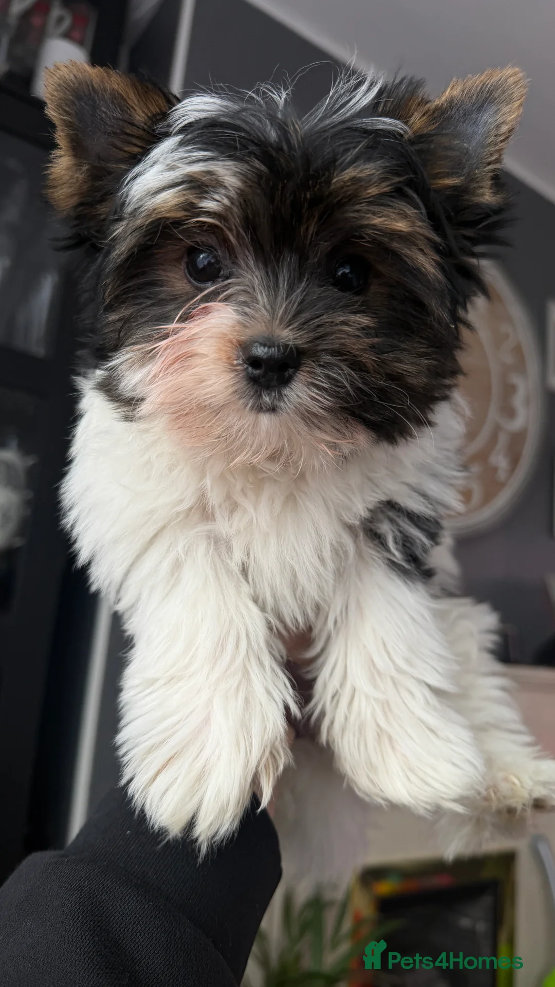 Biewer Terrier dogs for sale: Pure Biewer terriers looking new homes  - Advert 1