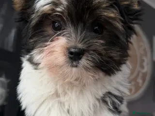 Biewer Terrier dogs Pure Biewer terriers looking new homes - Advert 3