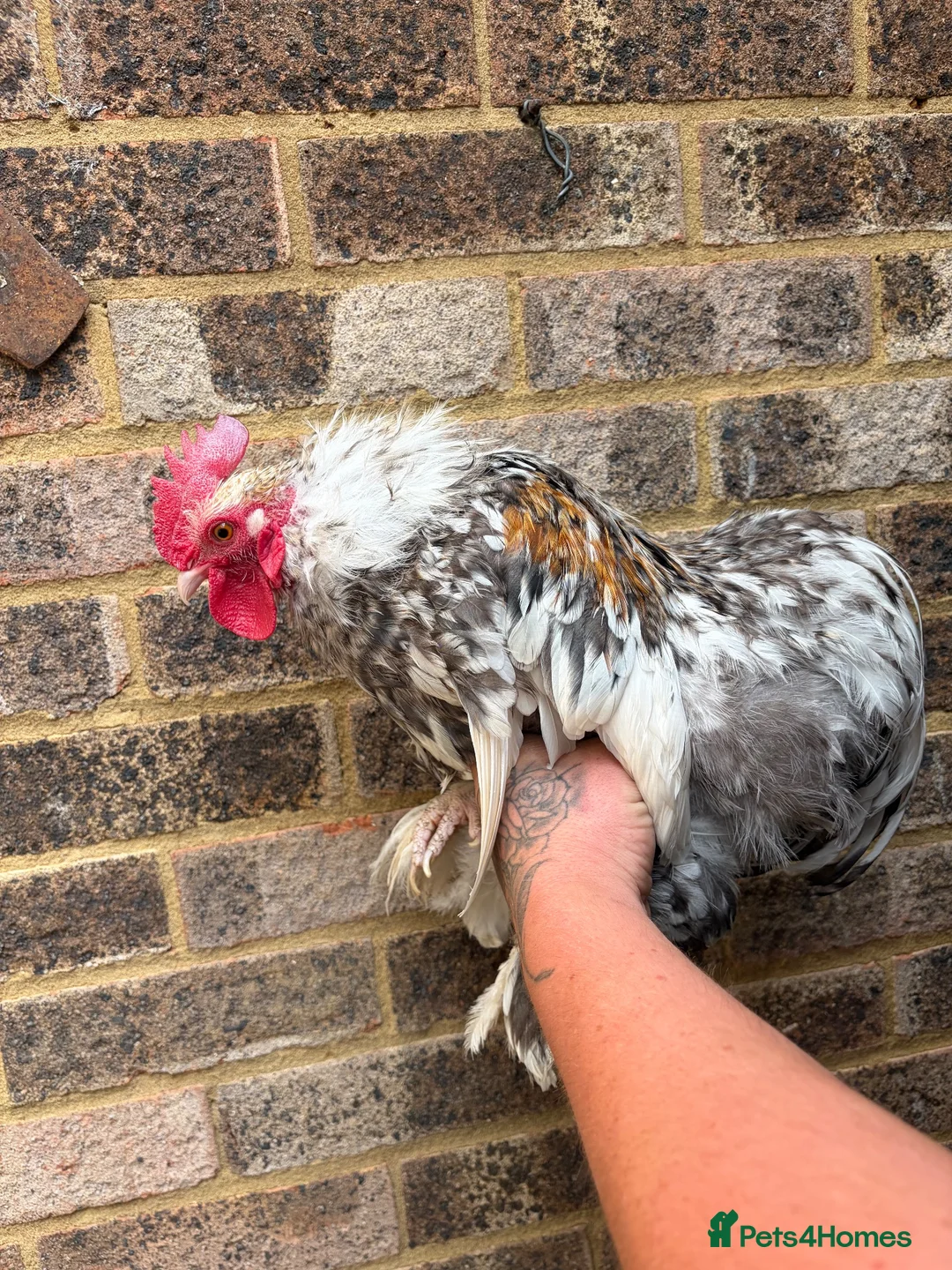 Chickens poultry for sale: Pekin bantams flock  - Advert 7