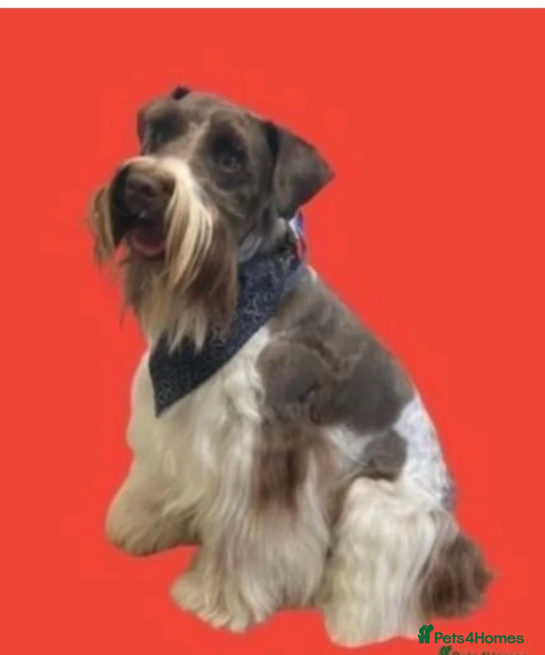 Miniature Schnauzer dogs for stud: KC Reg Choc/White Min Schnauzer MAC +BVA Clear in Coventry - Advert 15