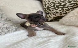 French Bulldog dogs for sale: Quality French Bulldog Puppies L4 carriers - Image 9