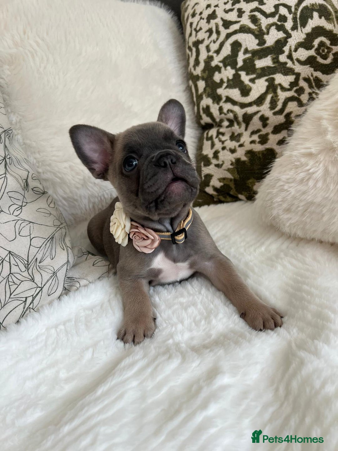 French Bulldog dogs for sale: Quality French Bulldog Puppies L4 carriers - Image 9