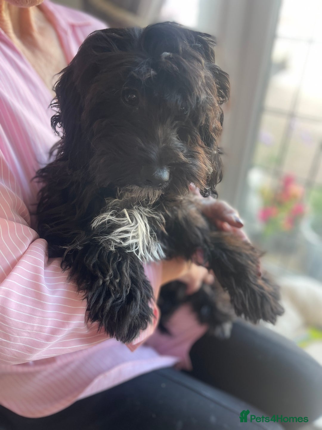 Cockapoo dogs for sale: Black and white female cockapoo five months old  - Image 3