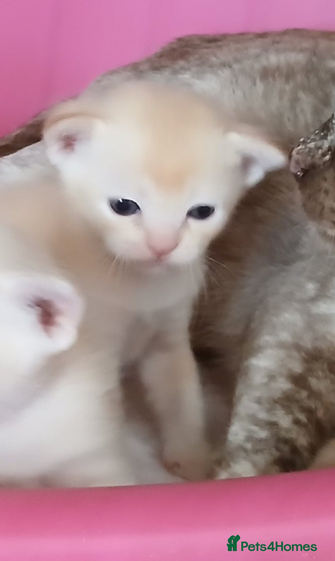 Burmese cats for sale: Red and Chocolate Burmese Babies. GCCF Registered - Advert 5