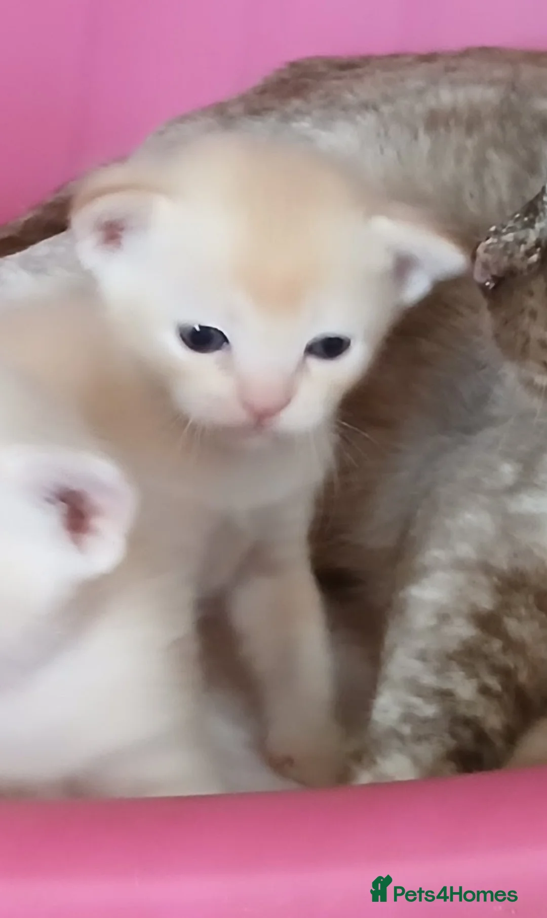 Burmese cats for sale: Chocolate Burmese Boy. GCCF Registered - Advert 5