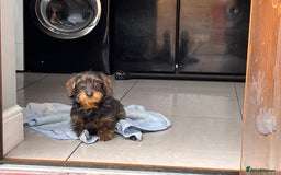 Miniature Dachshund dogs for sale: Pebbles Wirehair Miniature Dachshund  - Image 9