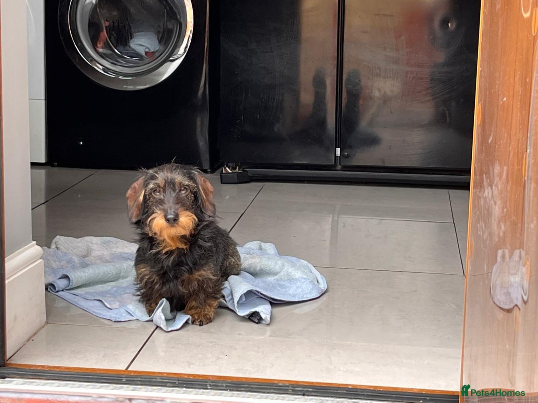 Miniature Dachshund dogs for sale: Pebbles Wirehair Miniature Dachshund  - Image 9