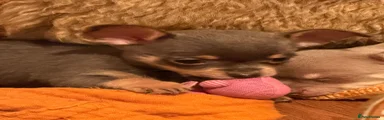 Chorkie 1