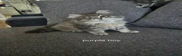 Siberian cats for sale: Lovely grey Siberians. - Advert 11