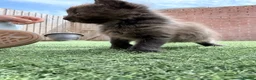 British Longhair cats for sale: 3 x female British longhair kittens - Advert 5