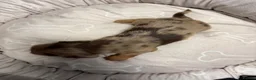 Miniature Dachshund dogs for sale: Long haired dachshund puppies - Advert 19