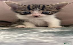 Mixed Breed cats for sale: 6 kittens not ready till 14th August  - Image 8
