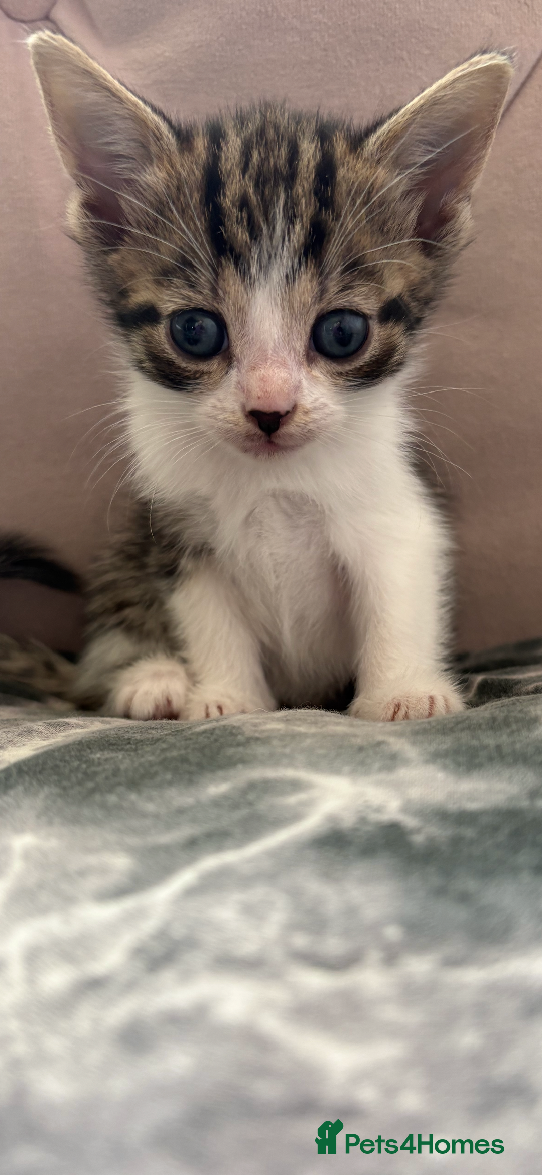 Mixed Breed cats for sale: 6 kittens not ready till 14th August  - Image 8