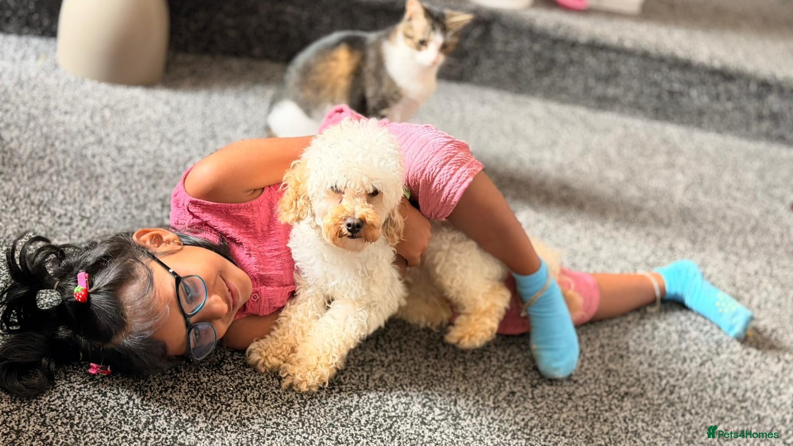 Toy Poodle dogs for sale: Beautiful Male Toy Poodle Available  - Advert 1