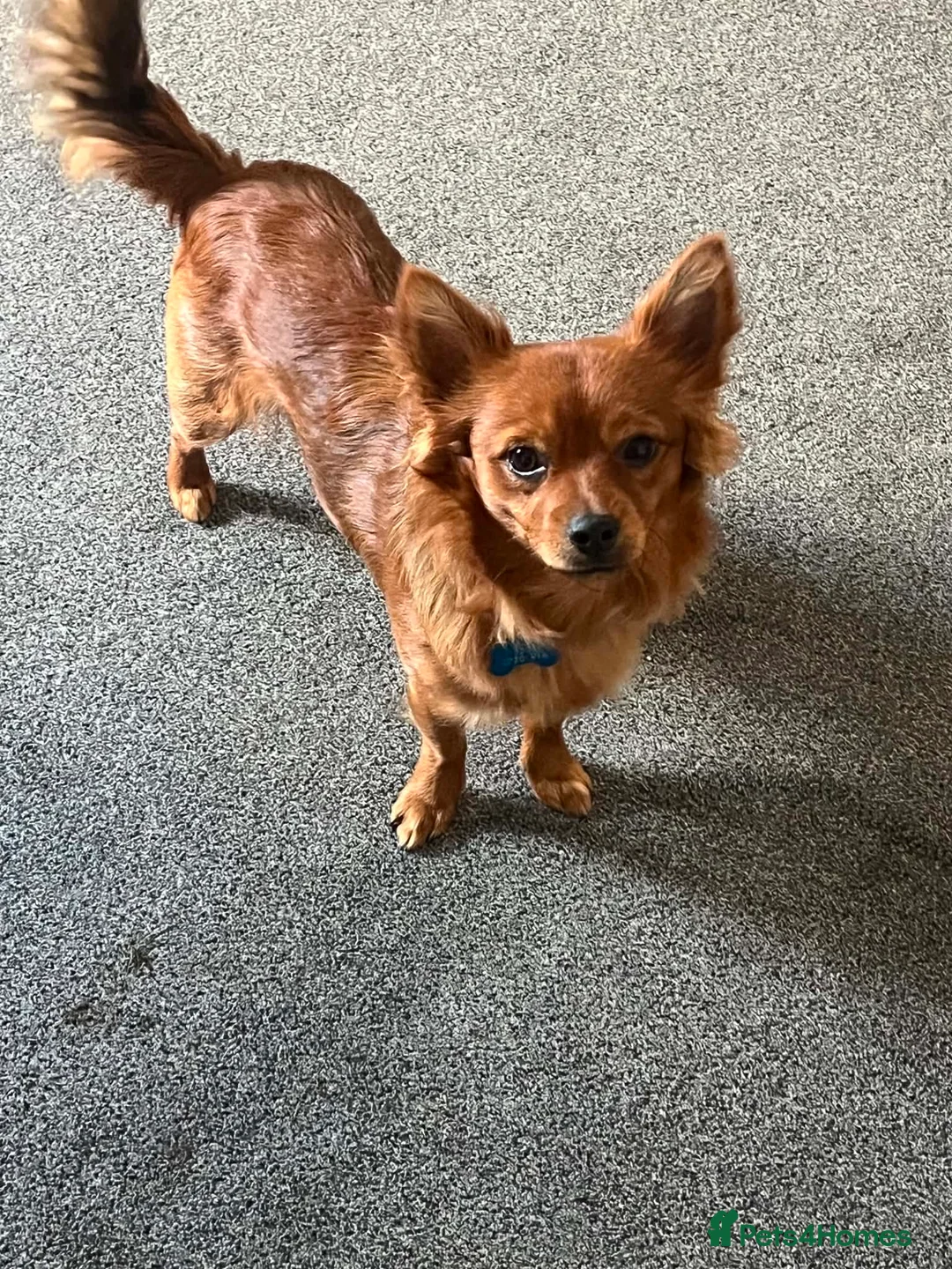 Chihuahua dogs for sale: 9 month old Chihuahua in Harleston - Advert 1