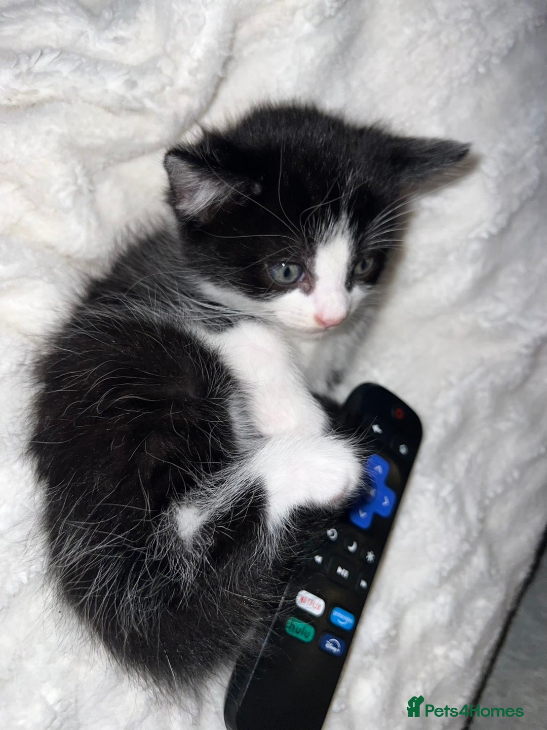 Mixed Breed cats for sale: Beautiful kittens ❤️ - Advert 10