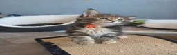 Maine Coon cats for sale: Beautiful purebred Main Coons kittens for sale  - Advert 21