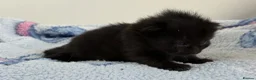 Mixed Breed cats for sale: 7 Long Haired Black Kittens - Advert 9