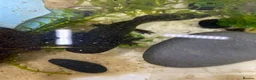 Axolotl reptiles for sale: Axolotl juveniles available in Manchester.  - Advert 6