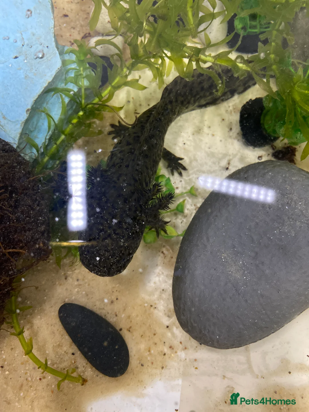 Axolotl reptiles for sale: Axolotl juveniles available in Manchester.  - Advert 6