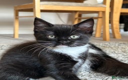 Domestic Shorthair cats for sale: Domestic longhair kittens - Image 4
