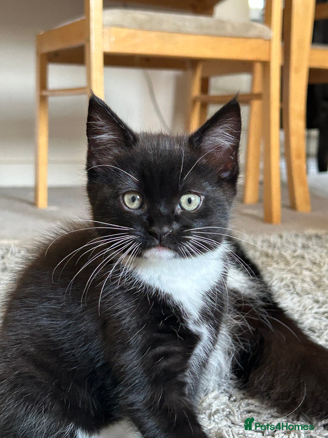 Domestic Shorthair cats for sale: Domestic longhair kittens - Image 4