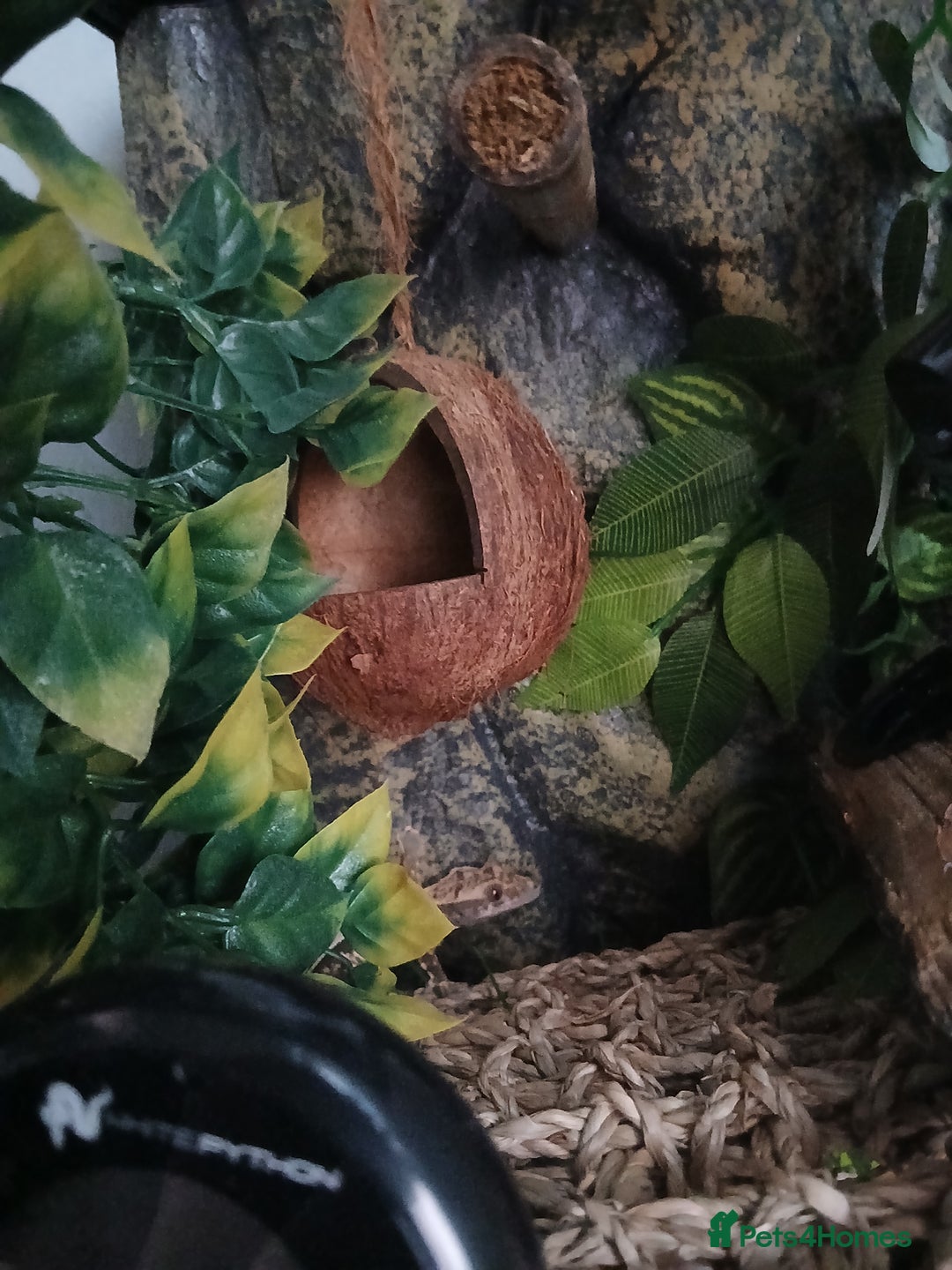 Gecko reptiles for sale: 18 month old male crested gecko (check desc) - Image 6