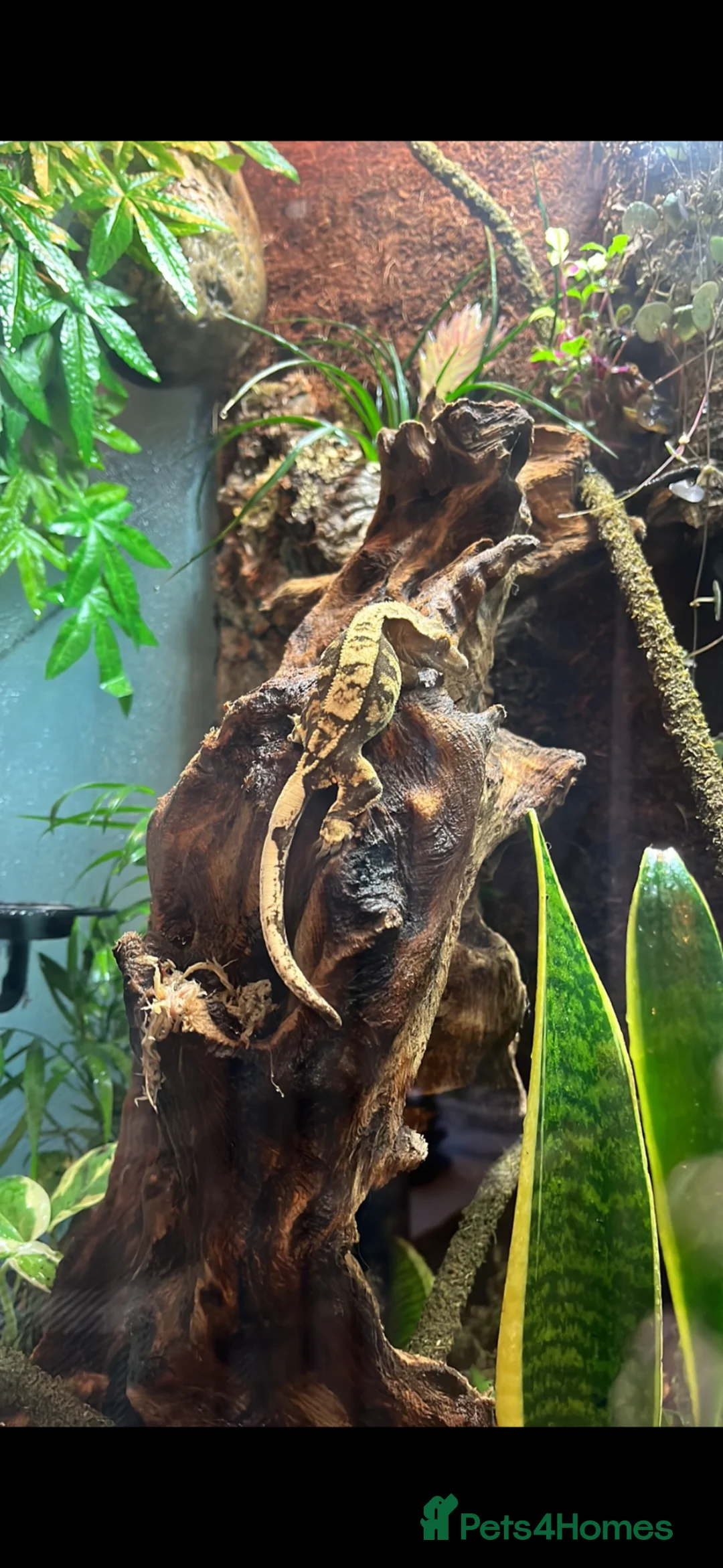 Gecko reptiles for sale: Crested Gecko with set up  - Advert 1