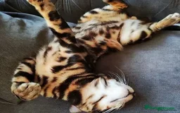 Bengal cats for stud: Clouded Bengal Stud Proven TICA Pedigree Register in Durham - Image 4